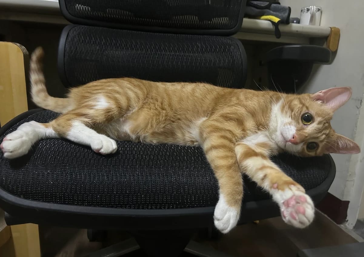 人體工學椅坐墊網布磨損